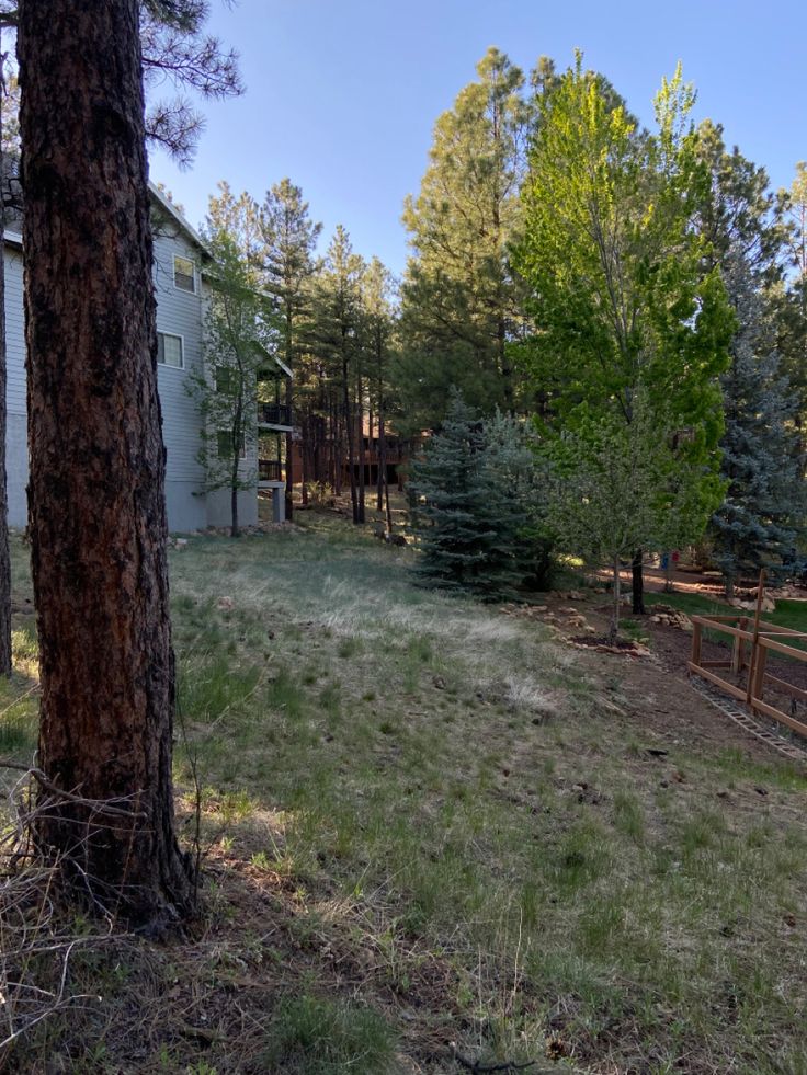 an empty yard in the middle of a wooded area with lots of trees and grass