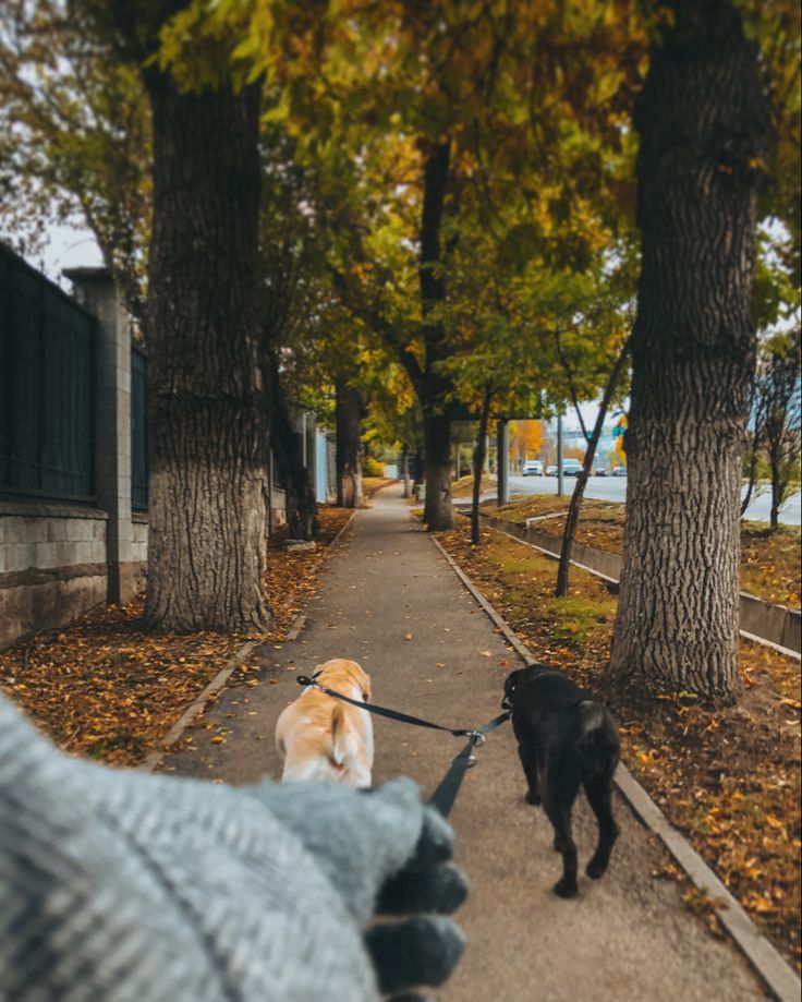 two dogs on leashes walking down a tree lined sidewalk in the fall or winter