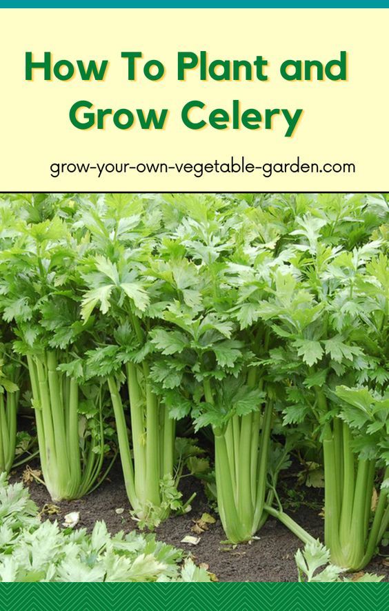 green celery growing in the ground with text overlay that reads how to plant and grow celery