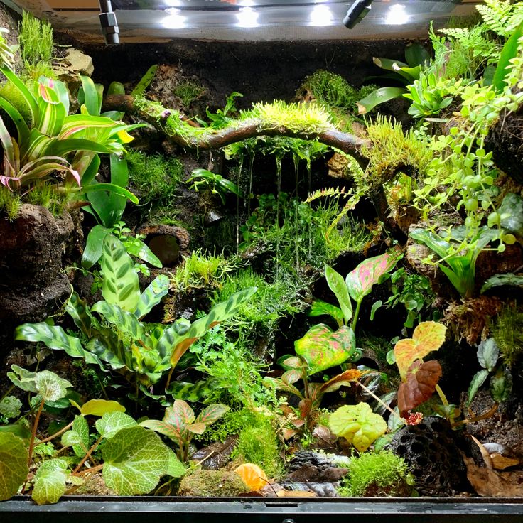 a fish tank filled with lots of plants and water in it's bottom half