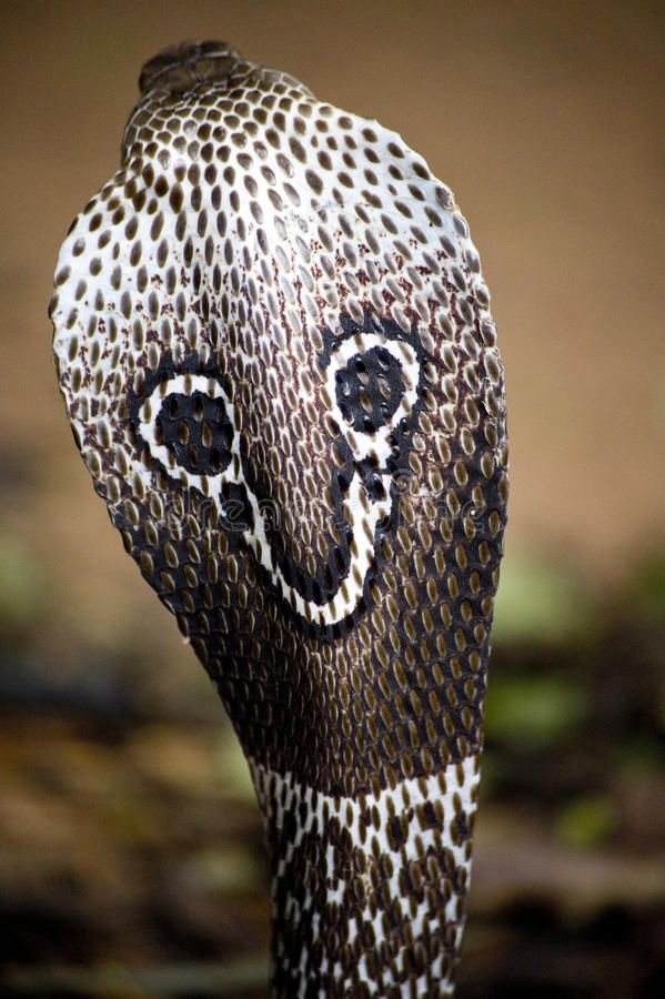 a close up of a bird's head with an animal face painted on it