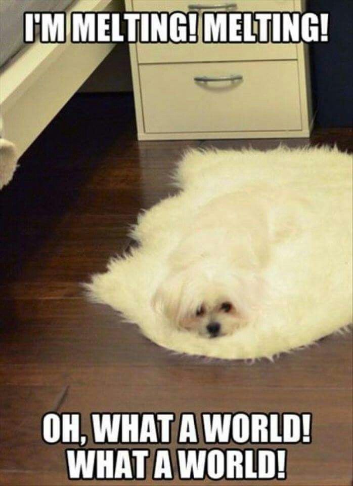 a white dog laying on top of a wooden floor