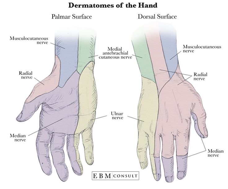 the hand and wrist muscles are labeled in this diagram