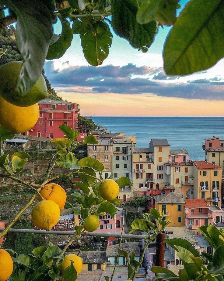 some lemons are growing on the tree in front of an orange grove and buildings