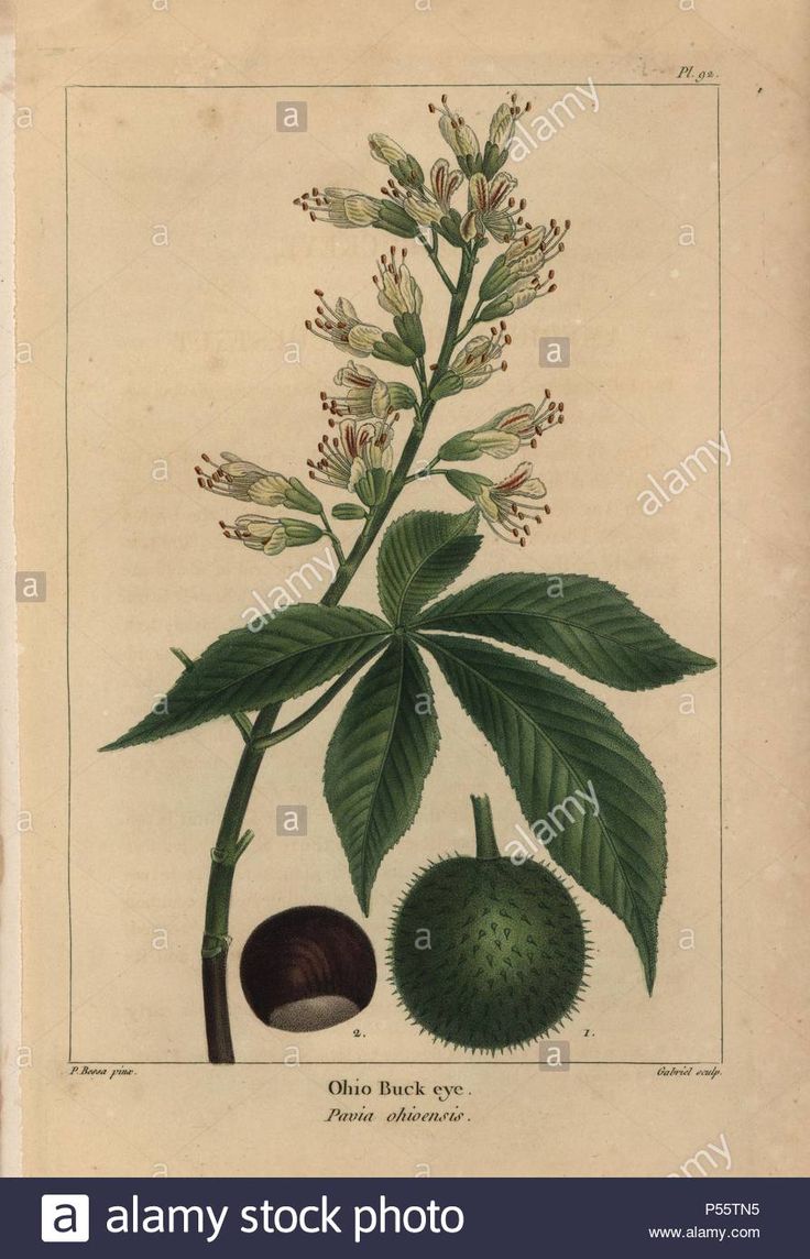 an illustration of a plant with flowers and leaves, from the natural history of plants