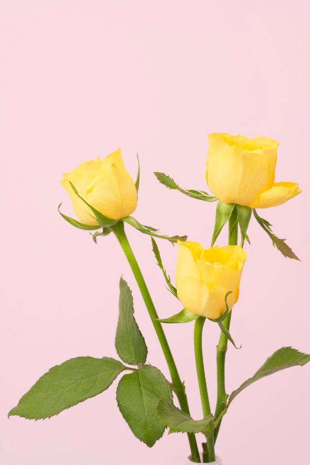 three yellow roses in a clear vase on a pink background with green leaves and stems