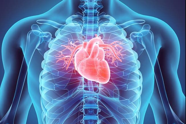 Why Is Your Heart Health Important? Heart Blockage, American Heart Month, Penyakit Jantung, Heart Month, Protect Your Heart, Heart Muscle, Coronary Arteries, Human Anatomy And Physiology, Cardiovascular System