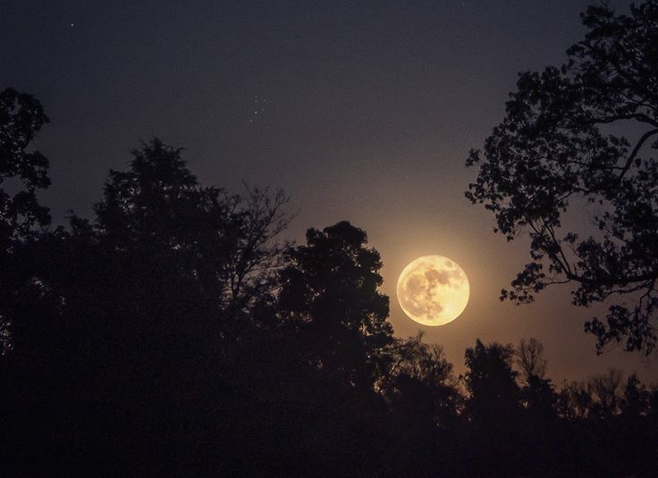 the full moon is seen through some trees