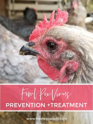 a close up of a chicken with text overlay that reads fort rose farms prevention and treatment