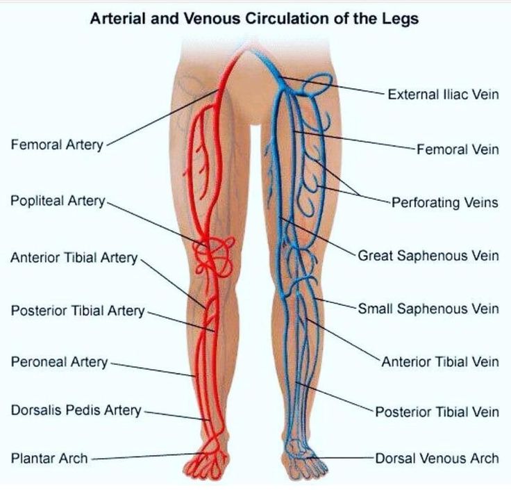 the anatomy of the legs and ankles with blood vessels labeled in red, blue, and green