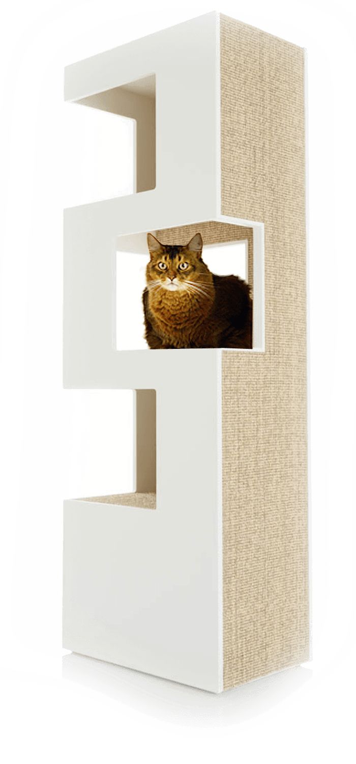 a cat is sitting in the letter e