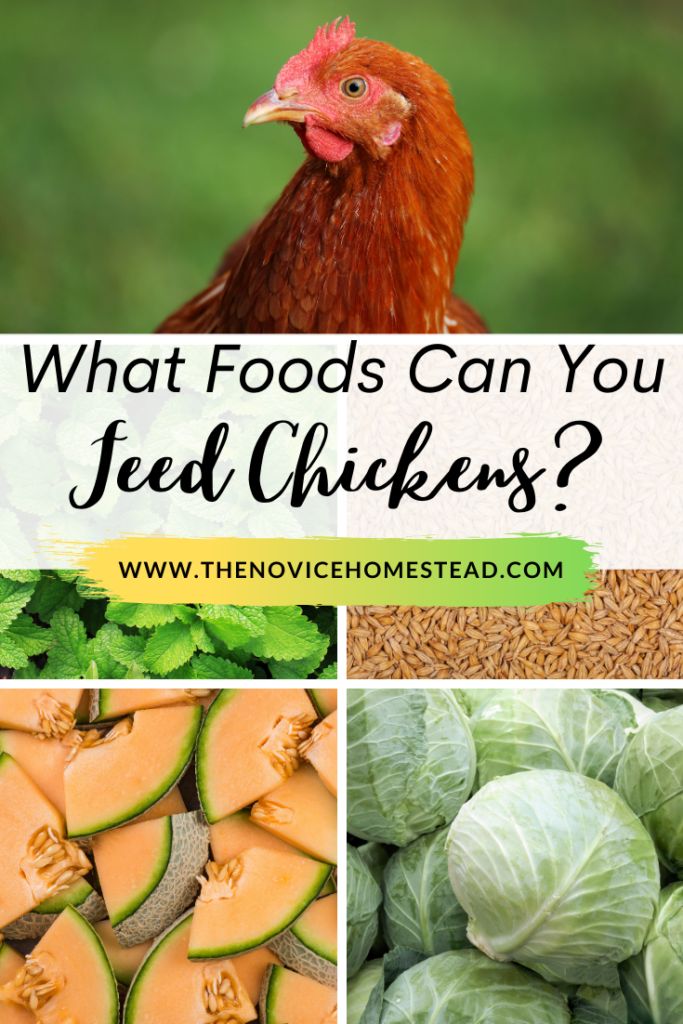 what foods can you feed chickens? including lettuce, cabbage and pumpkins