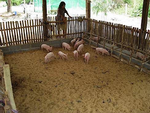 a group of pigs in a pen with a woman looking at them from the other side