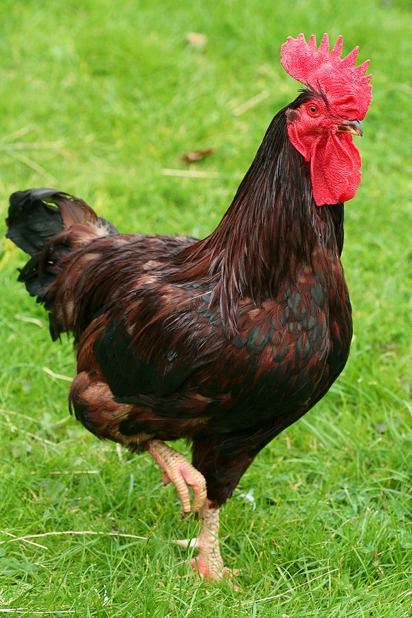 a black and brown rooster standing on top of a lush green field