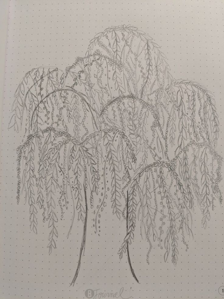 a drawing of a tree with lots of leaves