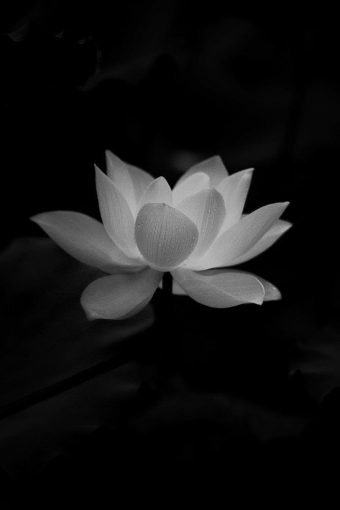 black and white photograph of a lotus flower