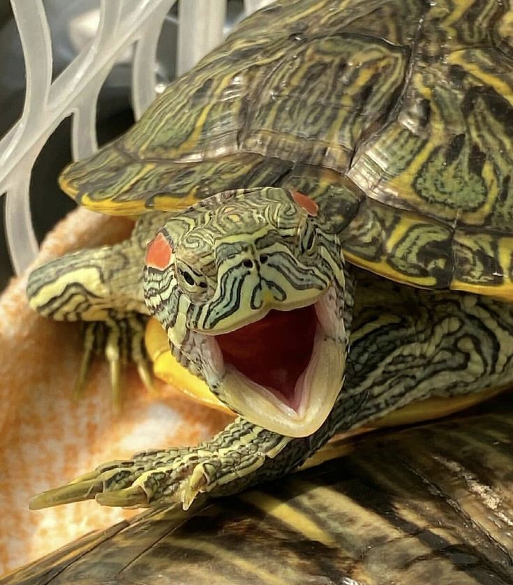 a turtle with its mouth open and it's tongue out sitting on top of a piece of wood