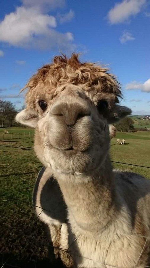 an alpaca looking at the camera while standing in a field