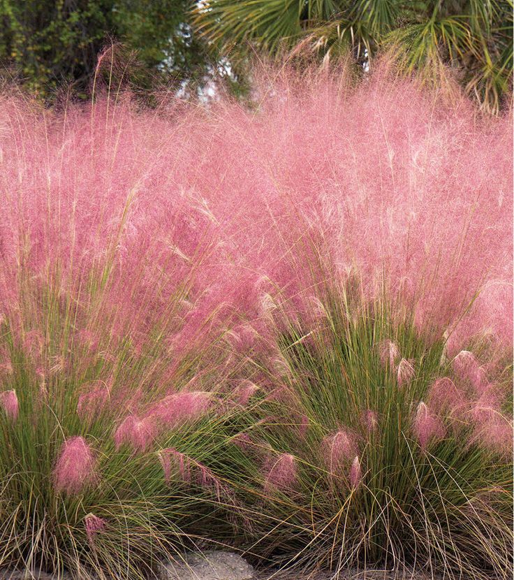 some pink flowers and grass in front of trees