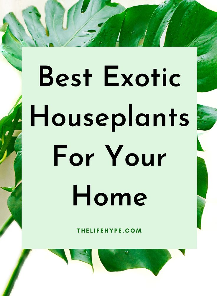 a green plant with the words best exotic houseplants for your home