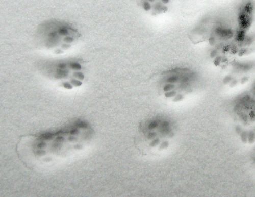 several paw prints are shown in the snow