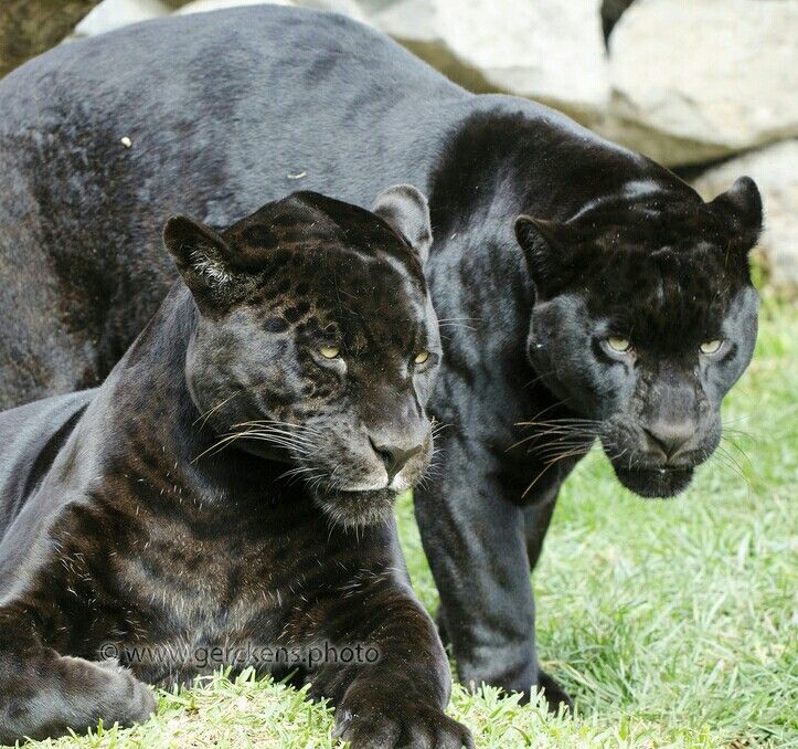 two black leopards laying down in the grass next to each other, with one looking at the camera