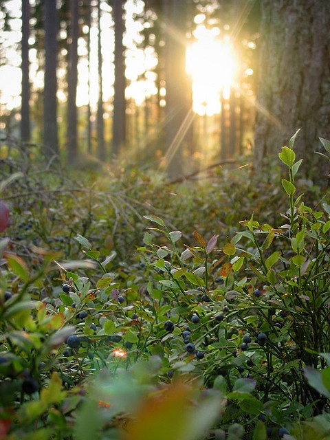 the sun is shining through the trees in the forest with berries on the ground and bushes