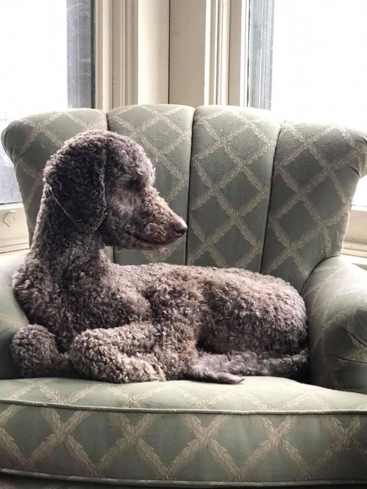 a poodle sitting on top of a green chair in front of a large window