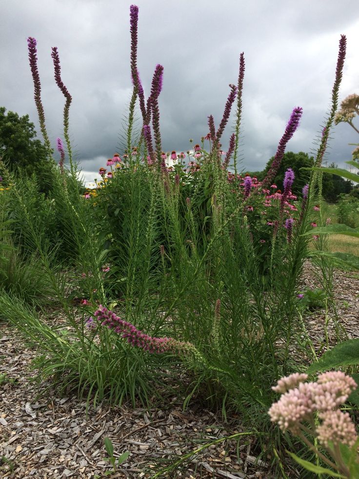 purple flowers are growing in the gravel near some trees and bushes on a cloudy day