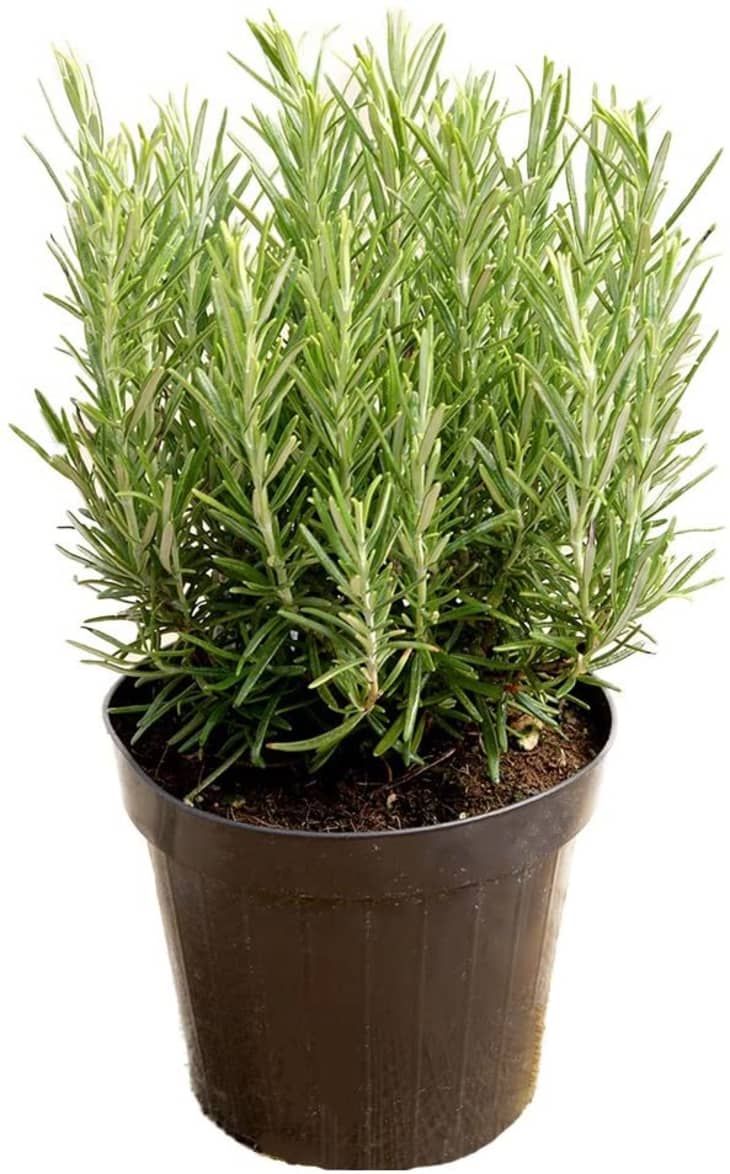 a small potted plant with green leaves