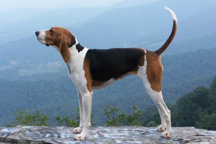 a brown and white dog standing on top of a rock