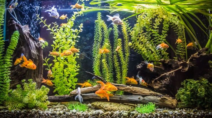 an aquarium filled with lots of different types of plants and fish swimming in the water