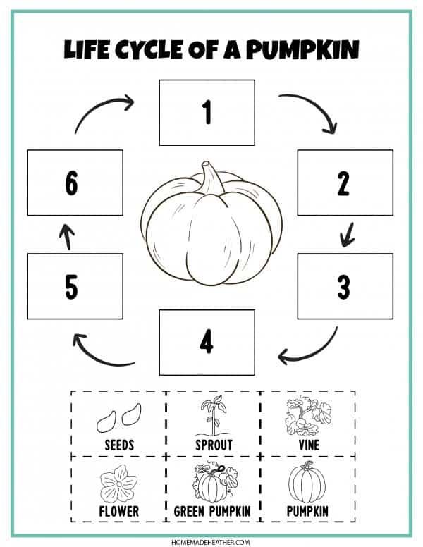 the life cycle of a pumpkin worksheet for kids to learn how to draw and color