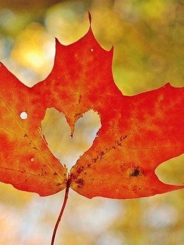 a red leaf with the word pinterest on it