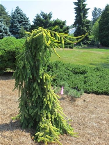 a very tall green tree sitting in the middle of a field next to some bushes