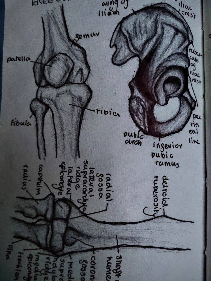 an open book with drawings on it showing different parts of the human body and their functions