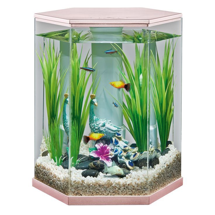 an aquarium with plants and fish in it