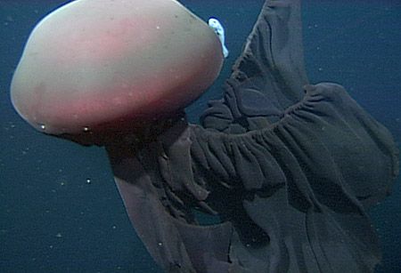 a large jellyfish in the water with it's head above the water surface