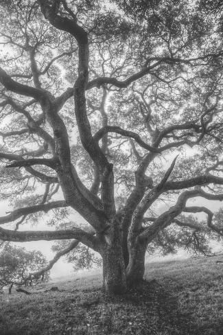 an old oak tree with the words art com written on it in black and white