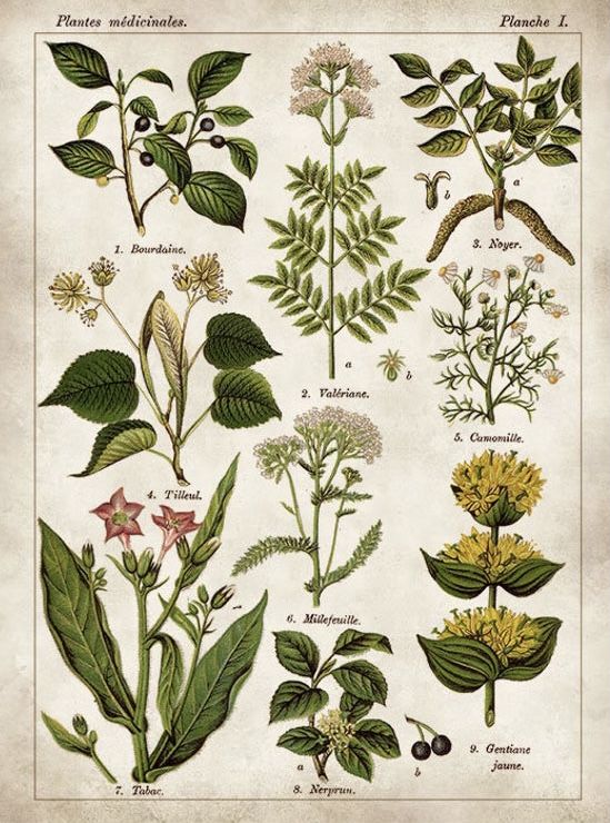 an illustration of various plants and flowers