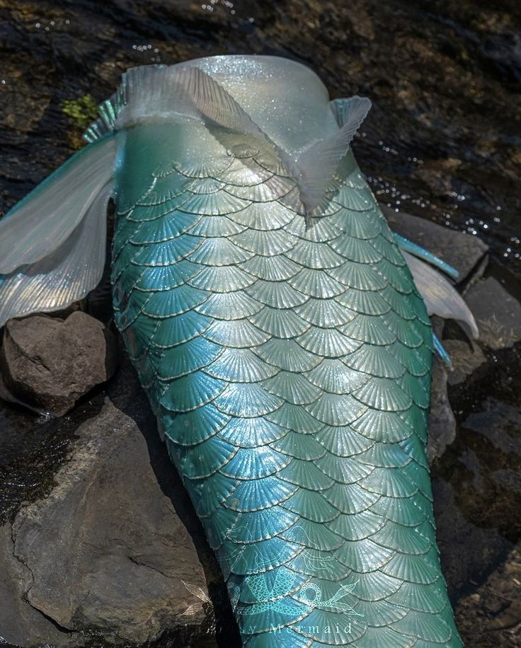 a large blue fish laying on top of a rock next to some water and rocks