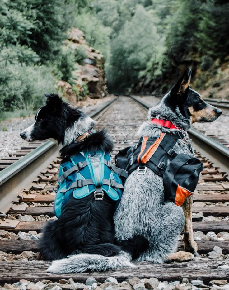 two dogs sitting on train tracks with backpacks and harnesses around their necks, looking off into the distance