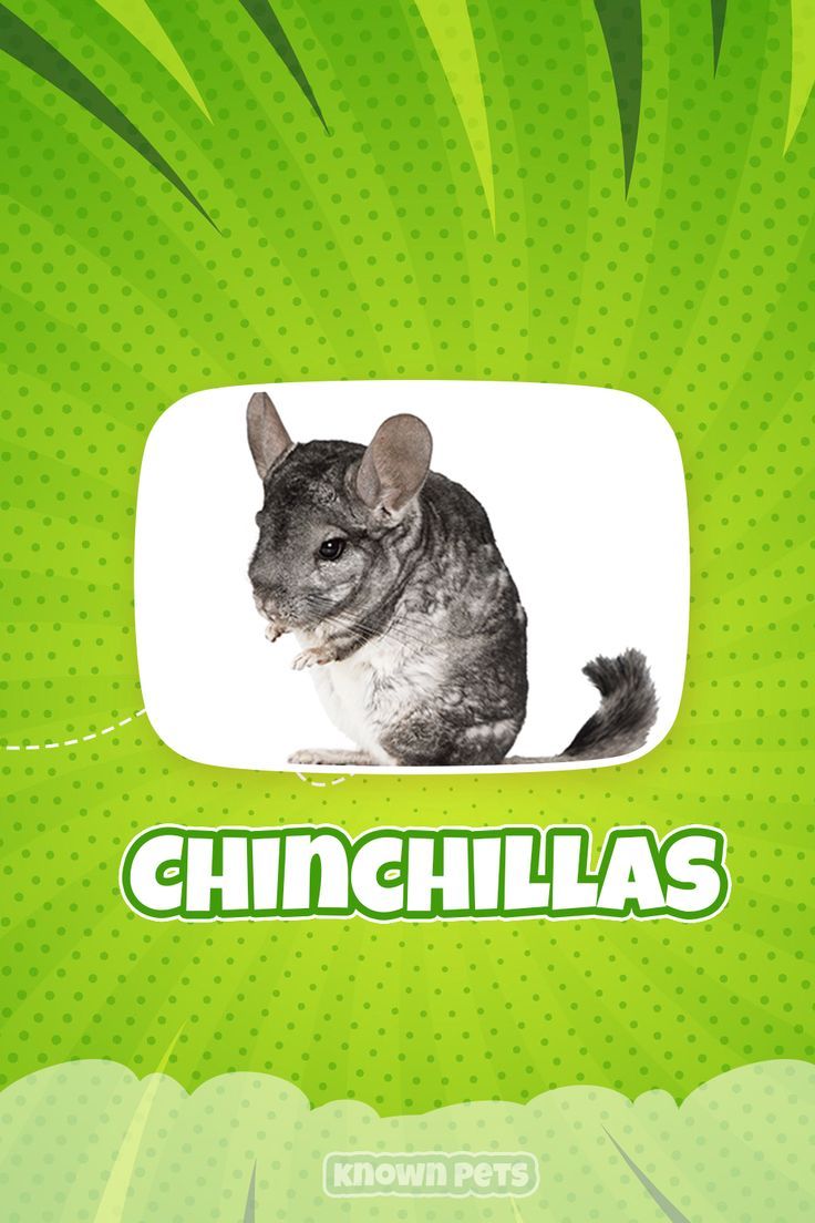 an animal that is sitting on top of a green background with the words chinhills