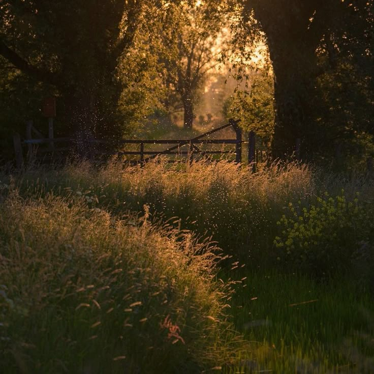 the sun shines through trees and grass near a wooden fence in an open field