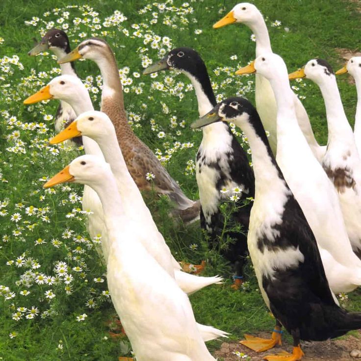 a group of ducks standing on top of a lush green field next to white flowers