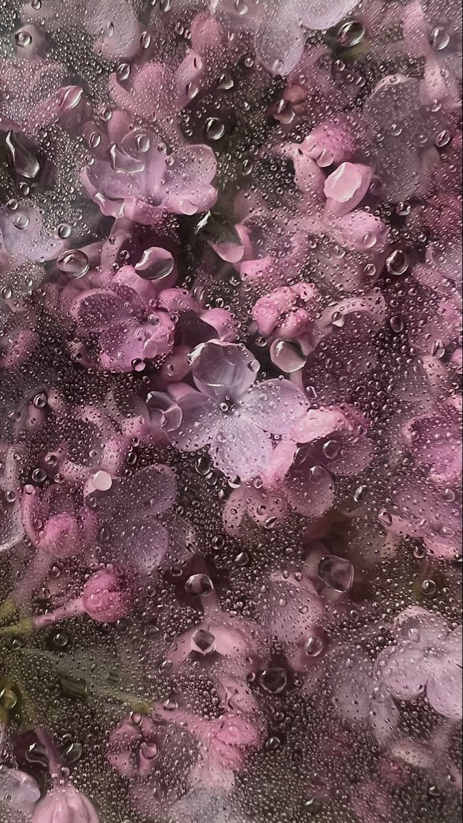 purple flowers are seen through the water droplets