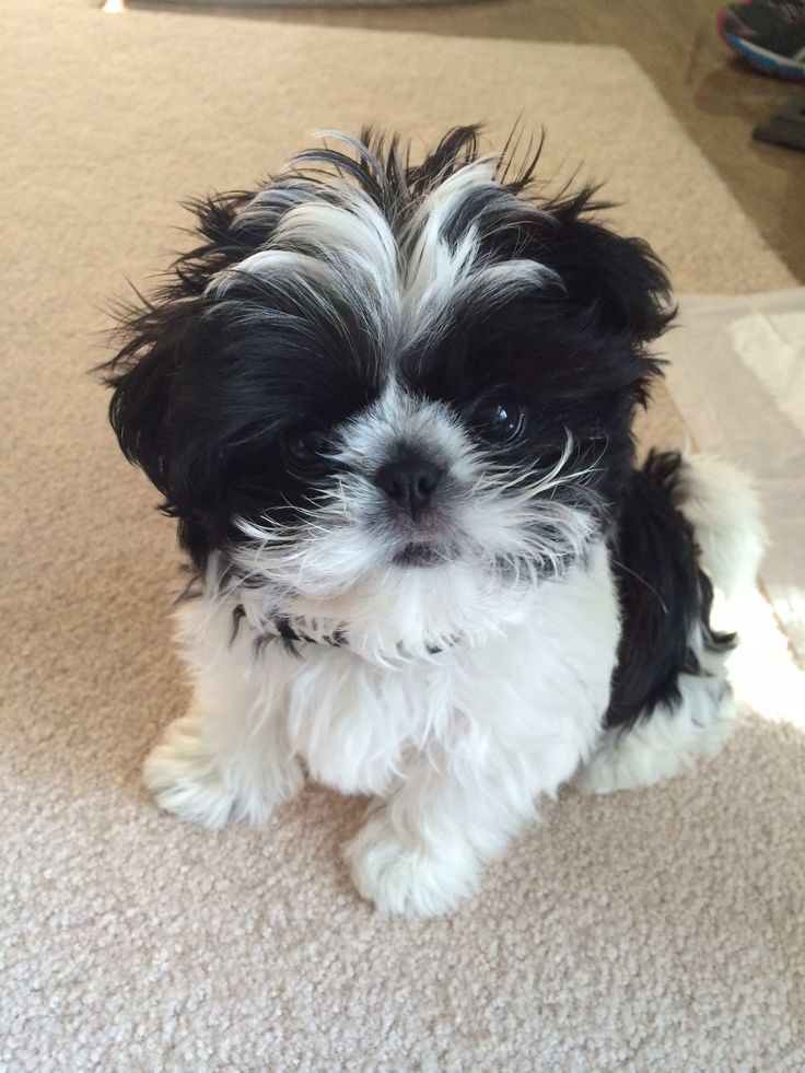 a small black and white dog sitting on the floor