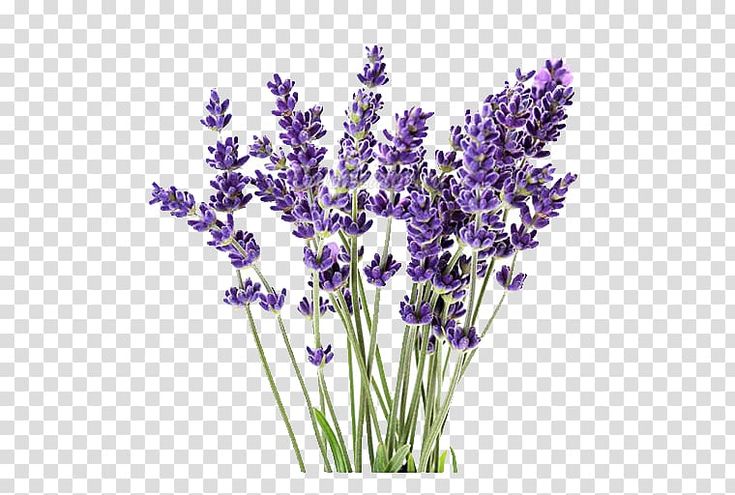 purple lavender flowers in a vase on a white background png clipart free for personal use