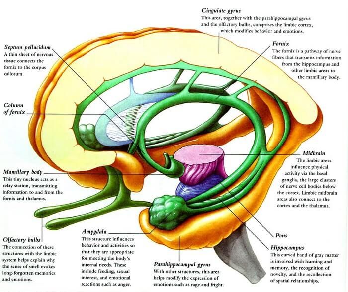 an image of the inside of a human body with labels on its parts and functions