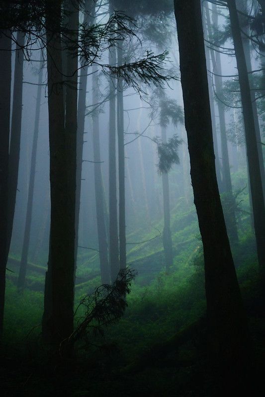 foggy forest with tall trees and green grass in the foreground on a dark day